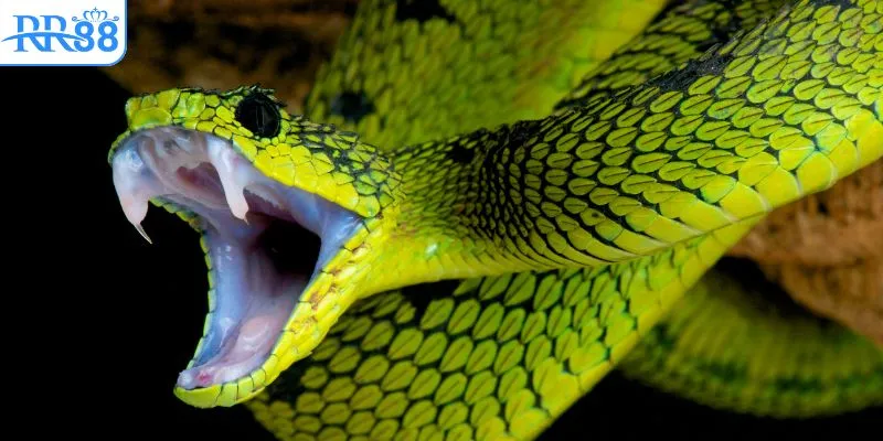 Thông điệp giấc mơ thấy rắn